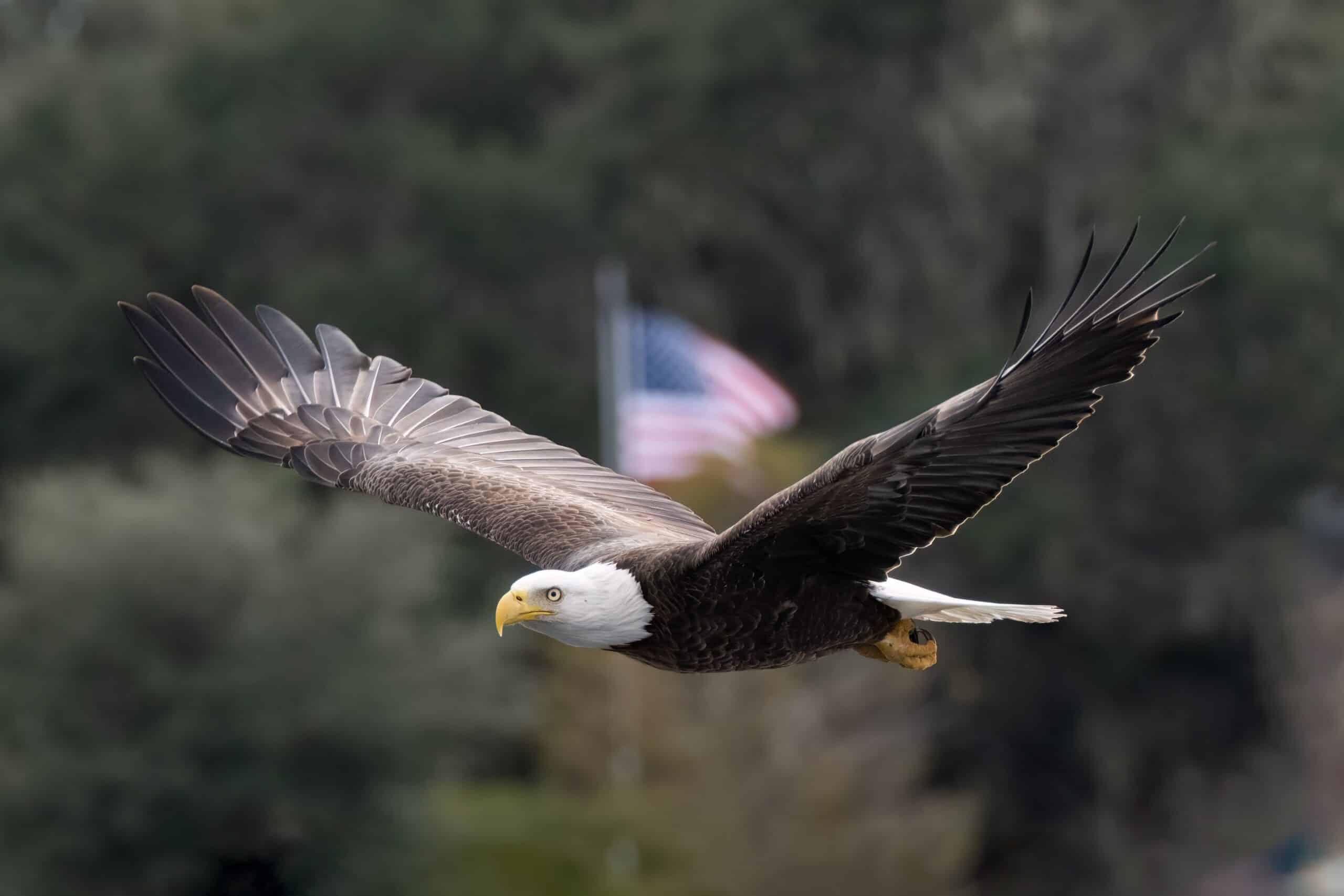 Bald,Eagle,Flying,Past,An,American,Flag